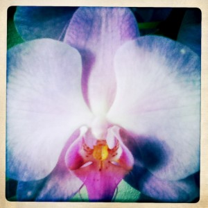 ORCHID